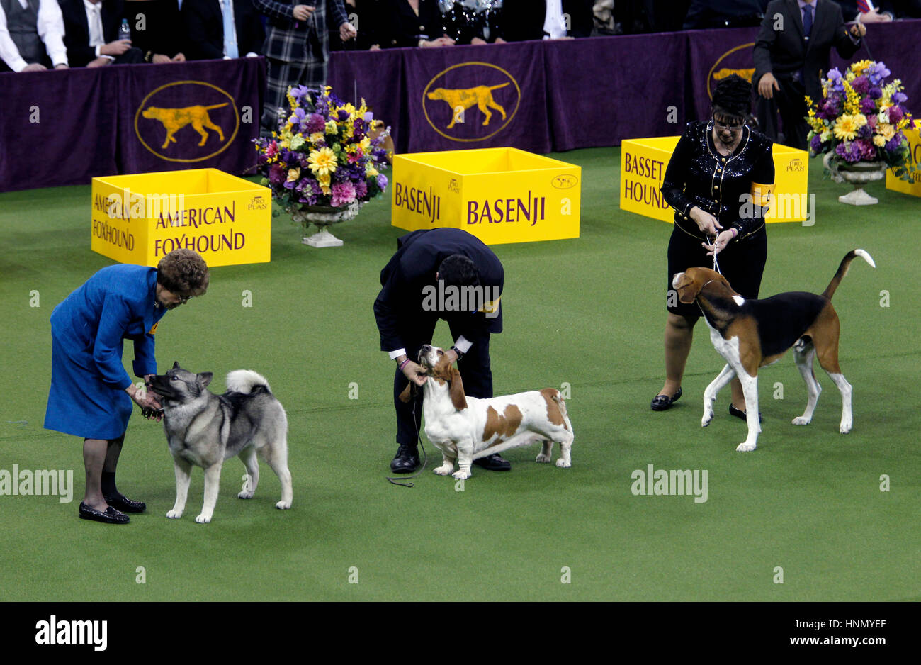 New York, United States. 13th Feb, 2017. Owners tend to their dogs during competition in the Hound Division at the 141st Annual Westminster Dog Show at Madison Square Garden in New York City on February 13th, 2017. Shown here from left to right are the winner of the division, "Duffie", a Norwegian Elkhound, A Basset Hound and an English Fox Hound Credit: Adam Stoltman/Alamy Live News Stock Photo