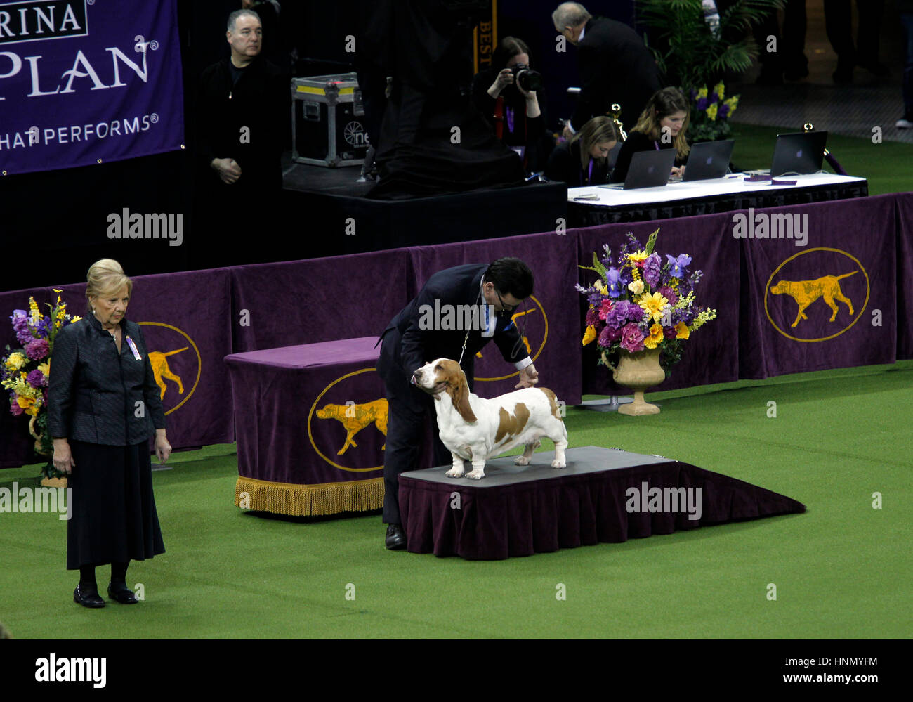 New York, United States. 13th Feb, 2017. 'GCH CH Blossomhil's Topsfield Sanchu A Little Princess', A Basset Hound preparing to be inspected during competition in the Hound Division at the 141st Annual Westminster Dog Show at Madison Square Garden in New York City on February 13th, 2017. Credit: Adam Stoltman/Alamy Live News Stock Photo
