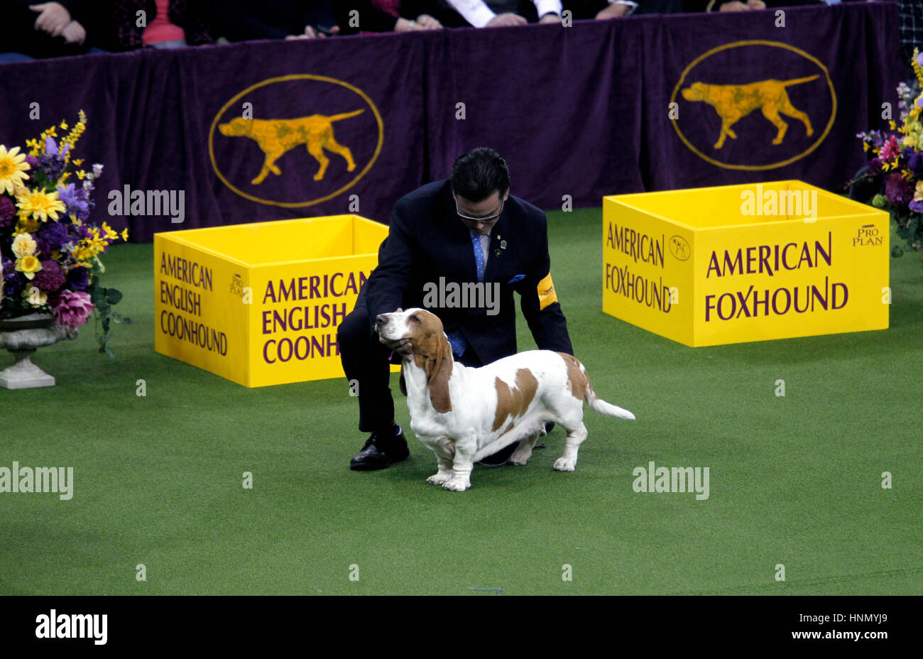 New York, United States. 13th Feb, 2017. "GCH CH Blossomhil's Topsfield Sanchu A Little Princess", A Basset Hound preparing to be inspected during competition in the Toy Division at the 141st Annual Westminster Dog Show at Madison Square Garden in New York City on February 13th, 2017. Credit: Adam Stoltman/Alamy Live News Stock Photo