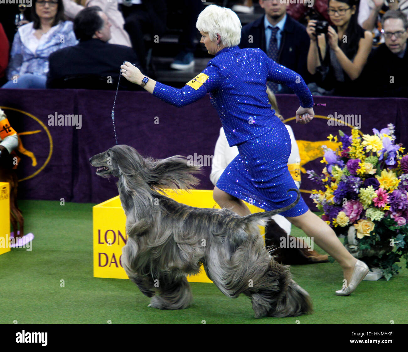 New York, United States. 13th Feb, 2017. GCH CH Agha Djari's Fifth Dimension Of Sura, an Afghan Hound, during competition in the Hound Division at the 141st Annual Westminster Dog Show at Madison Square Garden in New York City on February 13th, 2017. Credit: Adam Stoltman/Alamy Live News Stock Photo