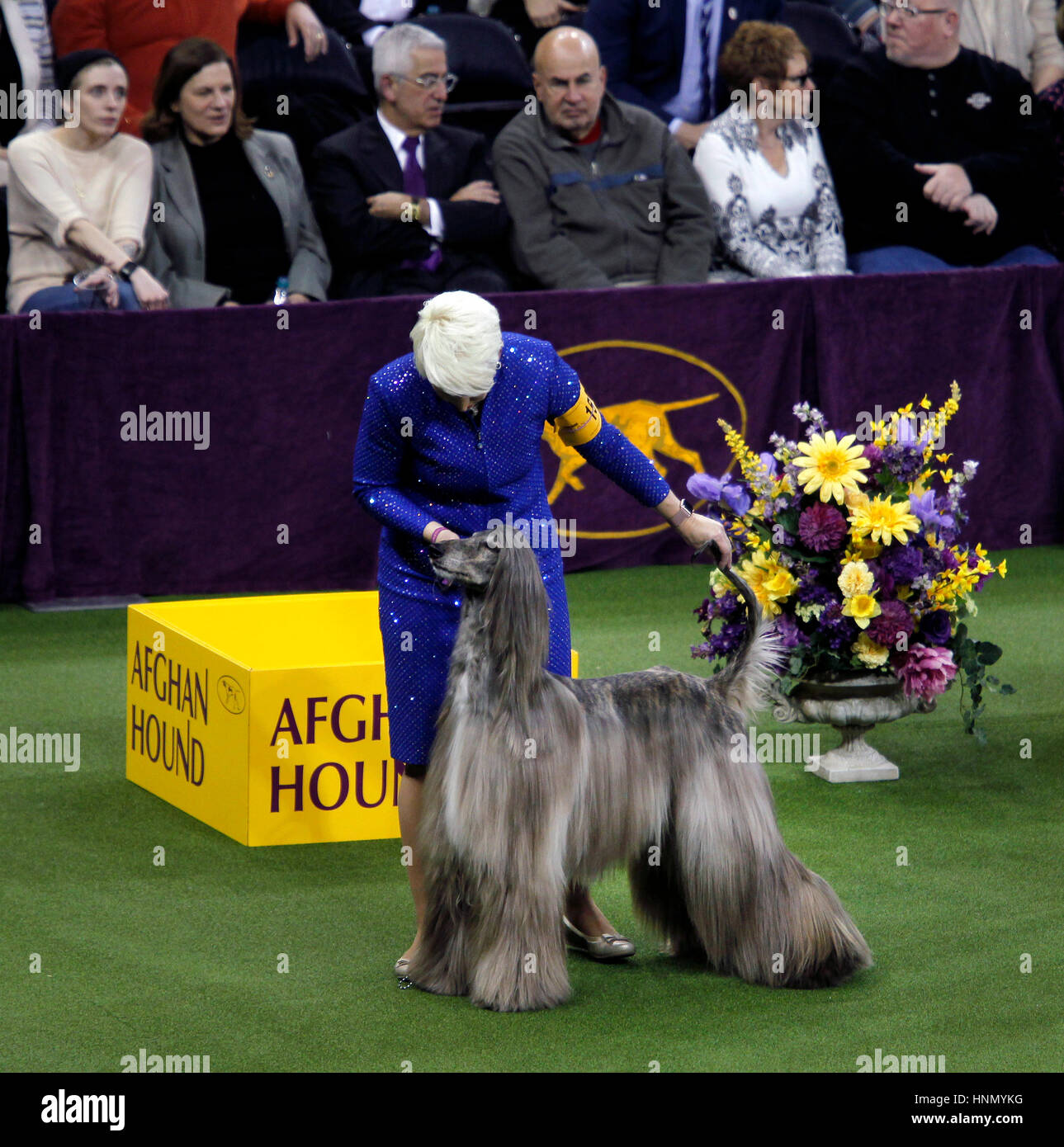 New York, United States. 13th Feb, 2017. GCH CH Agha Djari's Fifth Dimension Of Sura, an Afghan Hound is tended to by owner during competition in the Hound Division at the 141st Annual Westminster Dog Show at Madison Square Garden in New York City on February 13th, 2017. Credit: Adam Stoltman/Alamy Live News Stock Photo