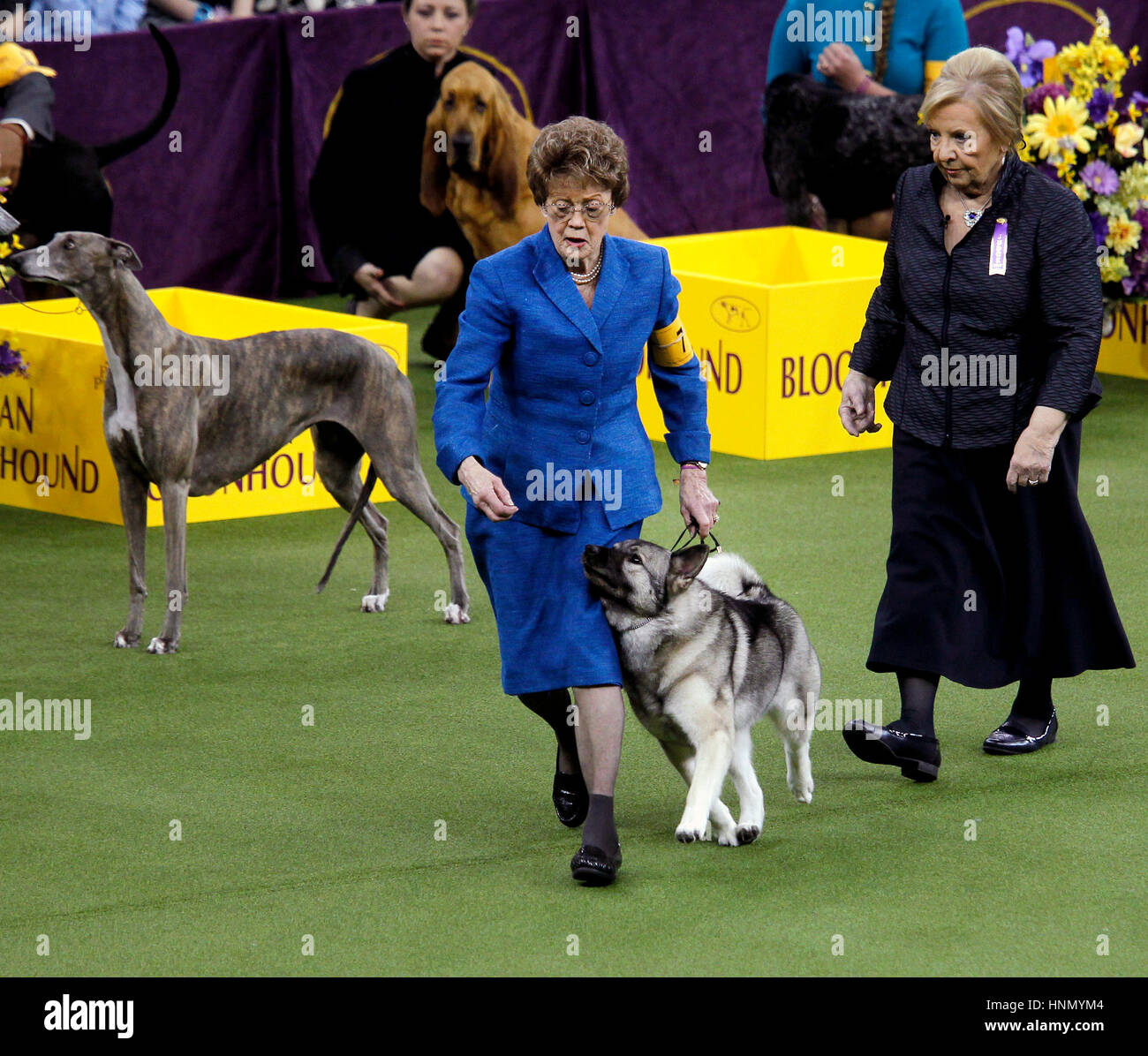 New York, United States. 13th Feb, 2017. 'Duffie', a Norwegian Elkhound during competition in the Hound Division at the 141st Annual Westminster Dog Show at Madison Square Garden in New York City on February 13th, 2017. Duffie won the division. Credit: Adam Stoltman/Alamy Live News Stock Photo