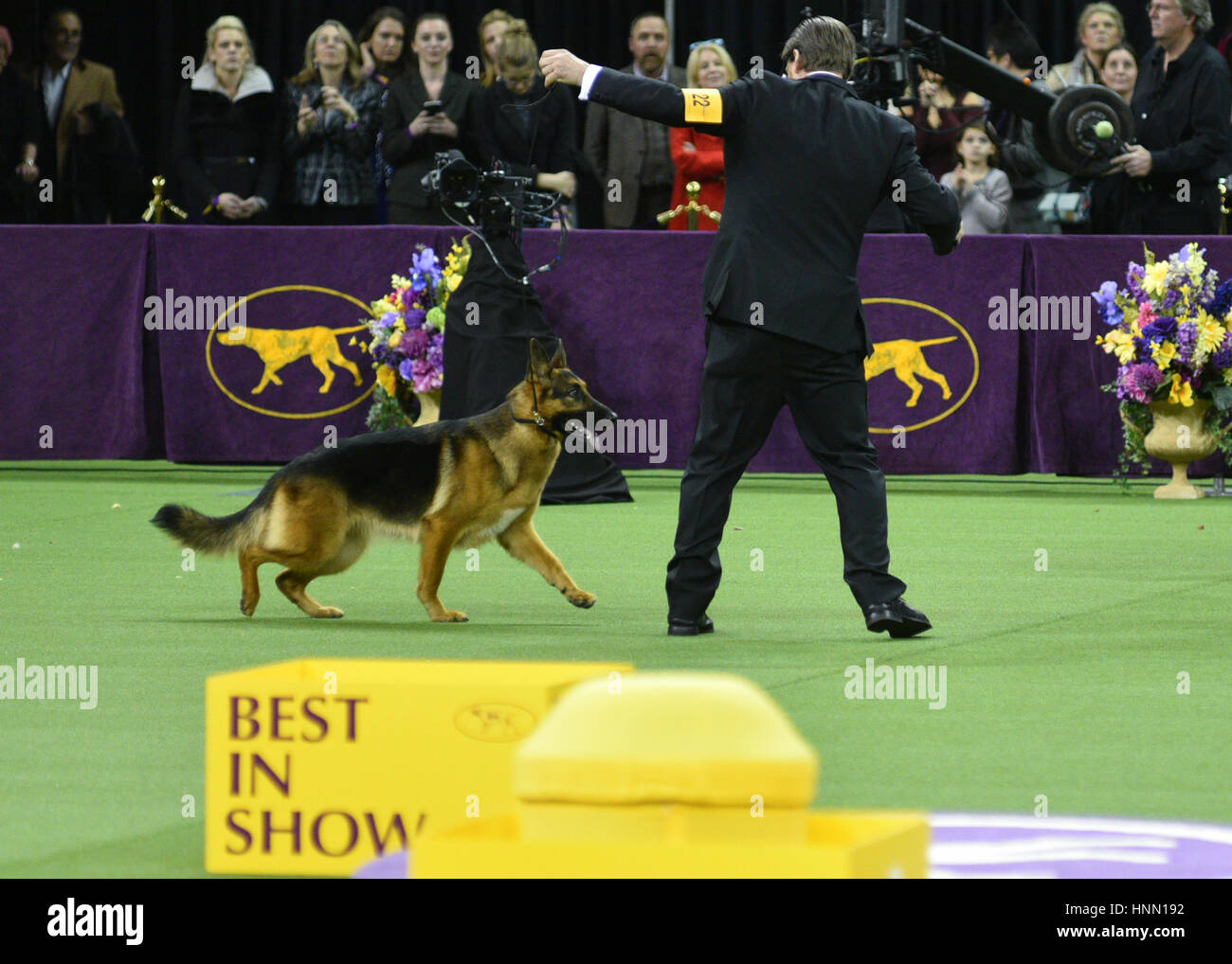 New York, USA. 14th Feb, 2017. Owner Kent Boyles walks German Shepherd 'Rumor' as she wins Best in Show of the 141st Annual Westminster Kennel Club Dog Show at Madison Square Garden in New York. Credit: Erik Pendzich/Alamy Live News Stock Photo