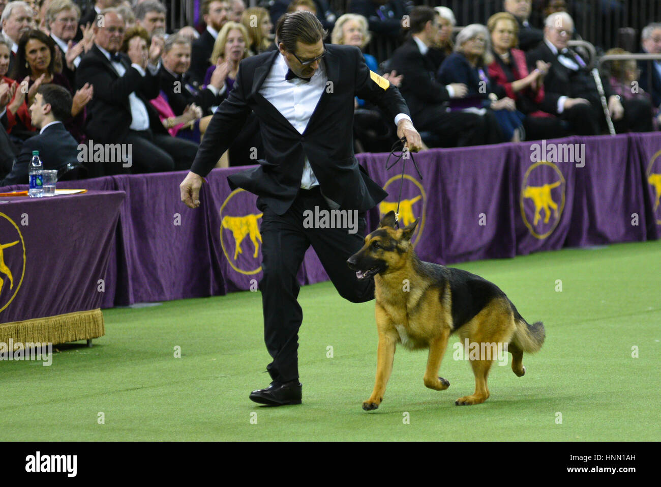 New York, USA. 14th Feb, 2017. Handler Kent Boyles (L) and his German Shepard named 'Rumor' jog during judging prior to being awarded Best In Show during the 141st Westminster Kennel Club Dog Show at Madison Square Garden in New York, Credit: Erik Pendzich/Alamy Live News Stock Photo