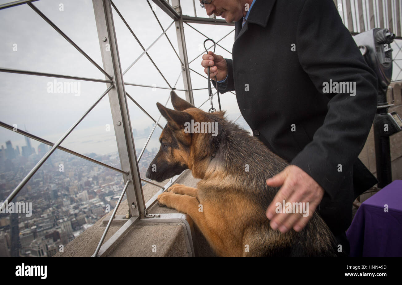 New York, New York, USA. 15th Feb, 2017. 141st Annual Westminster Dog Show Winner RUMOR, a German Shepard visits the Empire State Building, February 15, 2017 in New York. Credit: Bryan Smith/ZUMA Wire/Alamy Live News Stock Photo