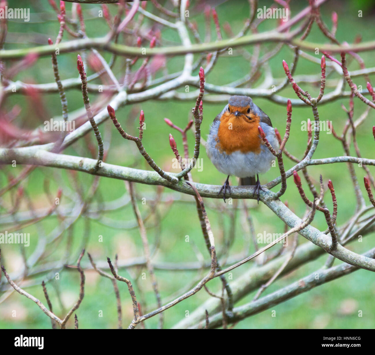 A lone robin perched on a budding bush Stock Photo