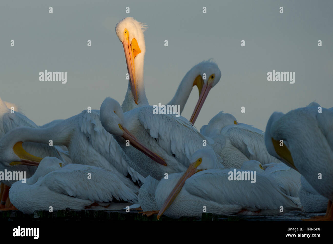 A single White Pelican stands out in a spotlight of sun among a flock