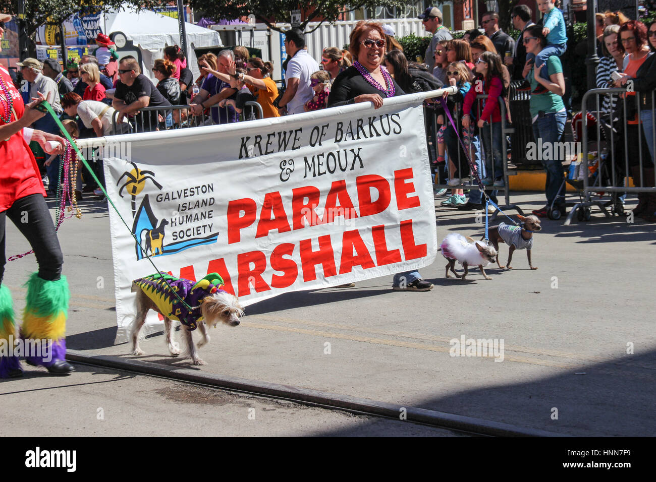 Photos from the pet parade at Mardi Gras Galveston Krewe of Barkus & Meoux Stock Photo