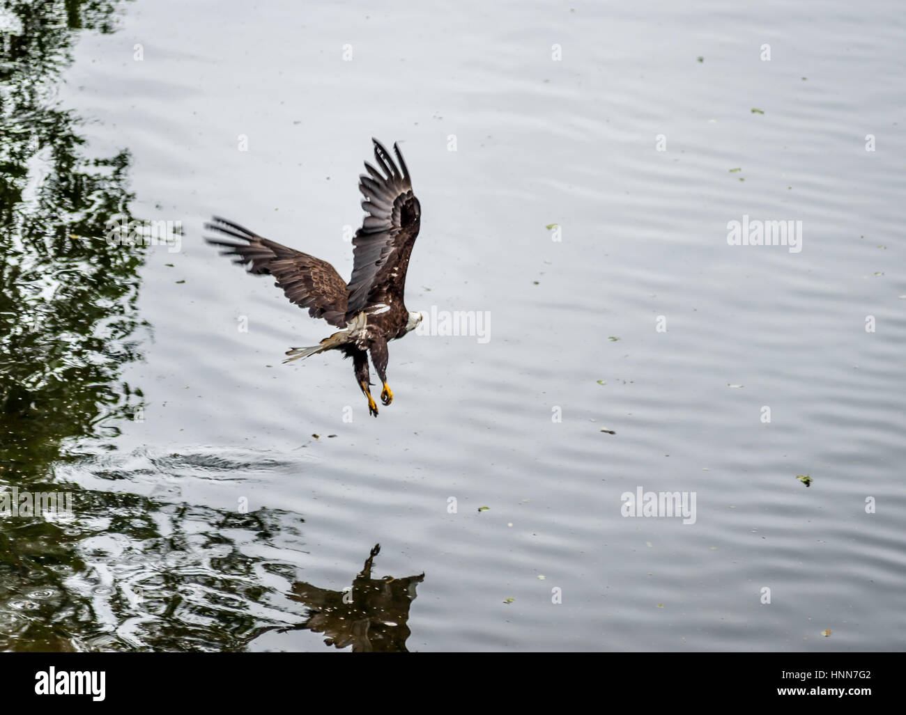 Golden Eagle (Aquila chrysaetos) flying over the Rialto Beach, Mora