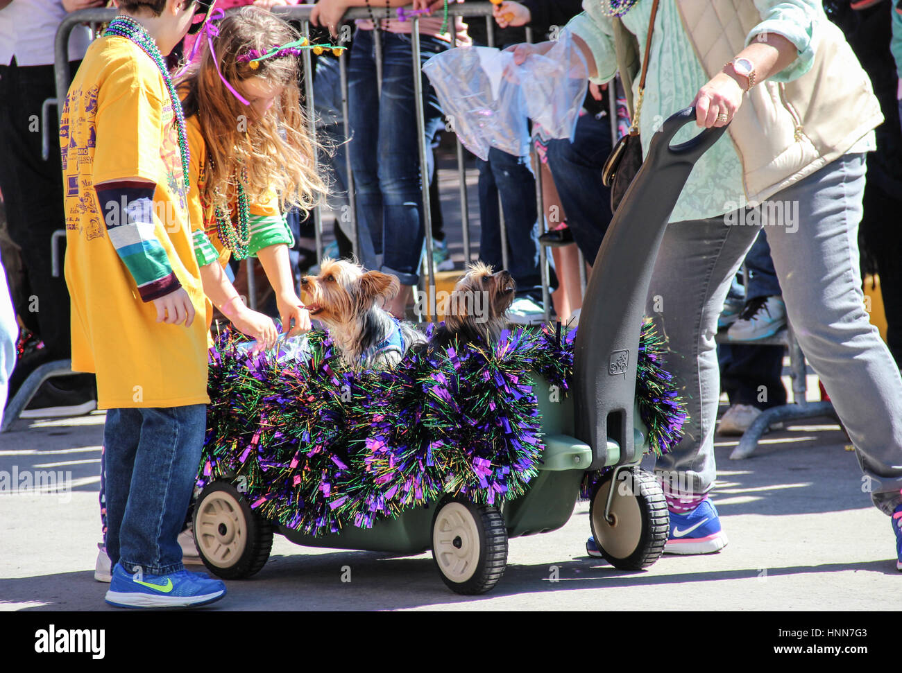 Photos from the pet parade at Mardi Gras Galveston Krewe of Barkus & Meoux Stock Photo