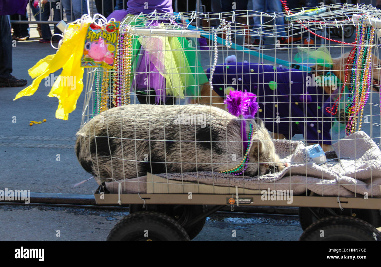 Photos from the pet parade at Mardi Gras Galveston Krewe of Barkus & Meoux Stock Photo