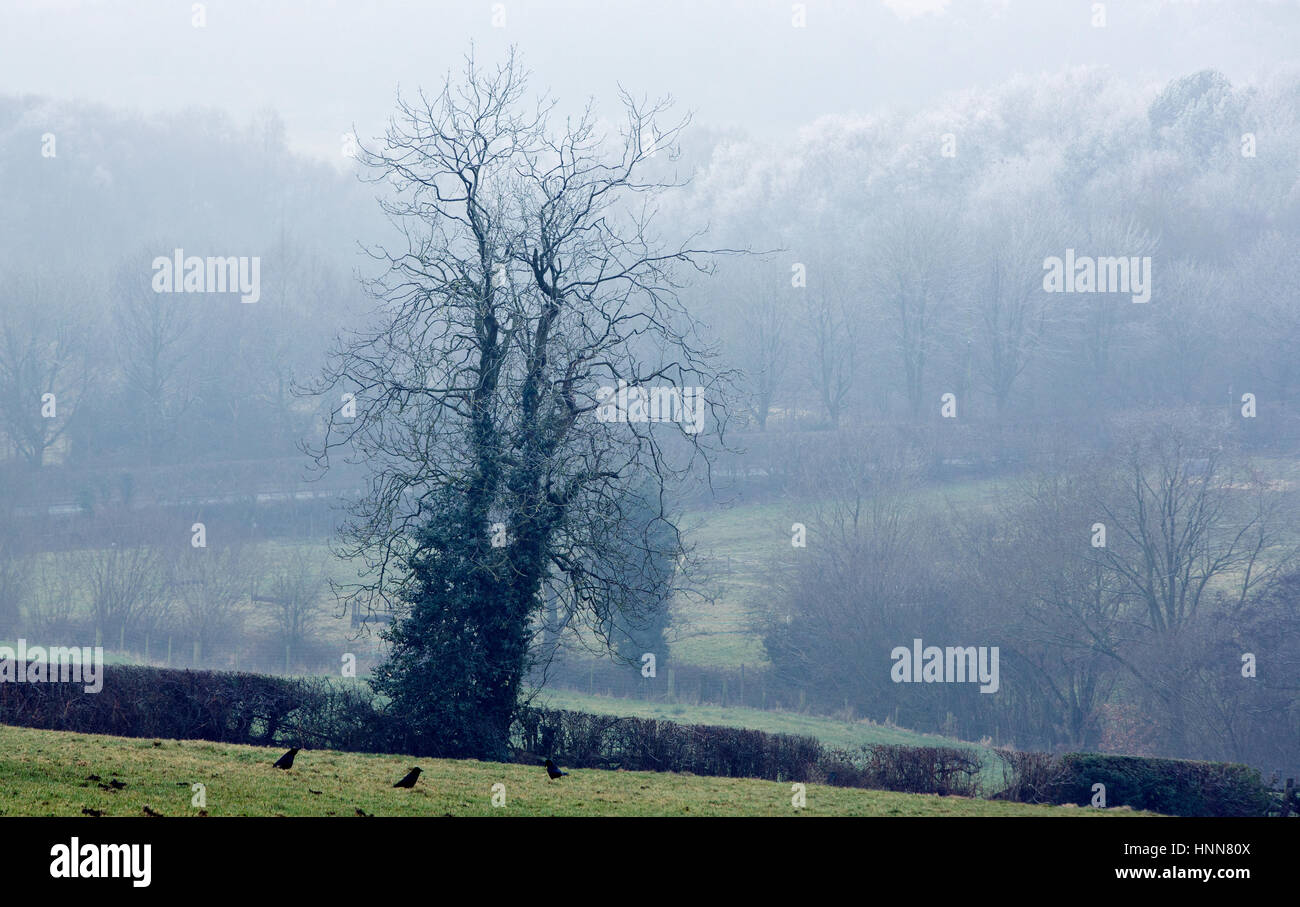 Rural scene lone tree on Cannock Chase Area of Outstanding Natural Beauty in winter Stock Photo