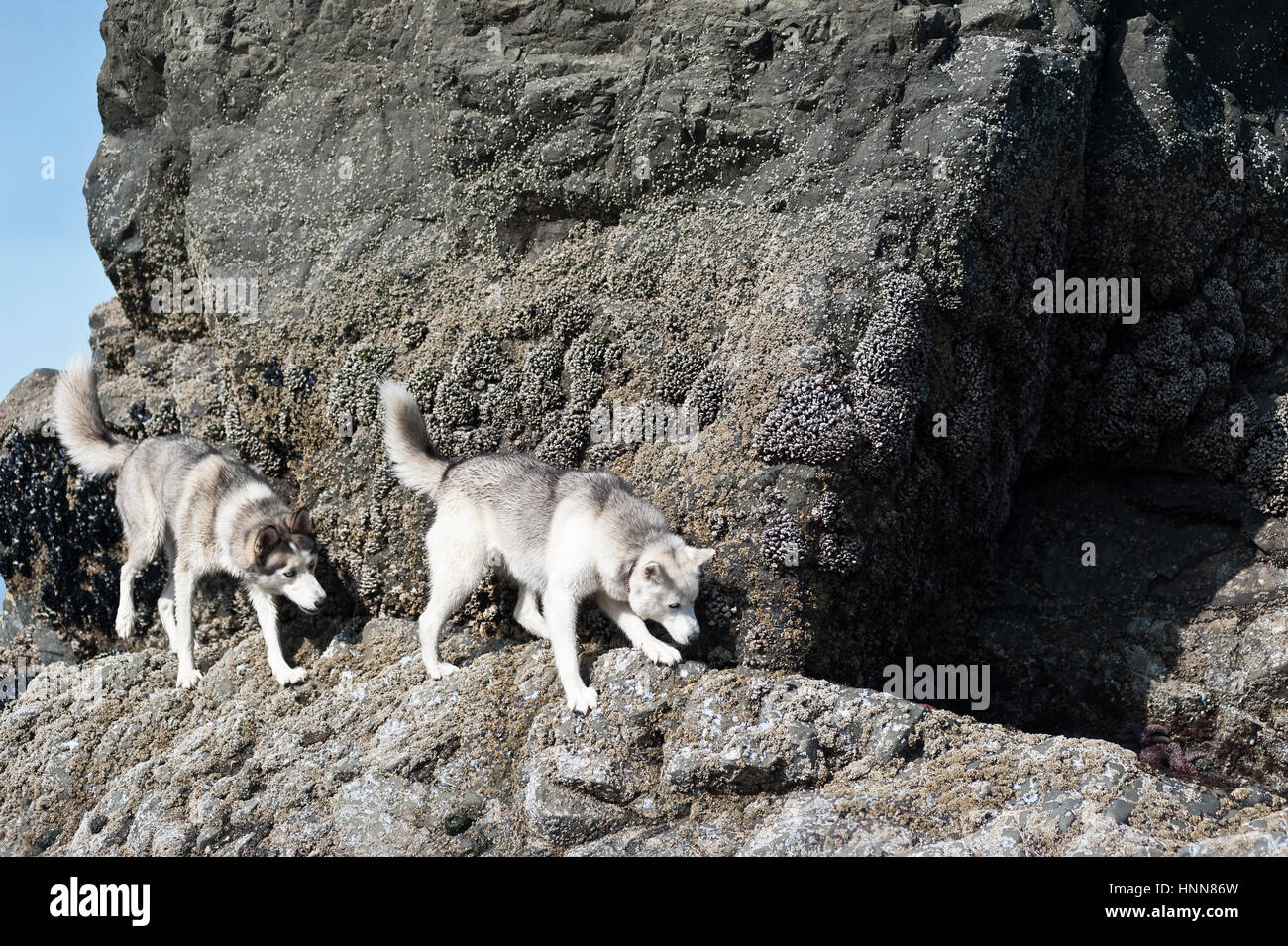 huskies dogs walking safely  in cliffs  in Ruby Beach, Olympic National Park,Washington State, USA Stock Photo