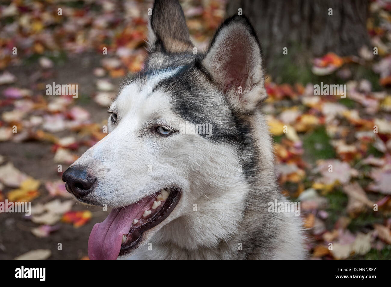 husky dog closeup in Quebec country, Canada Stock Photo