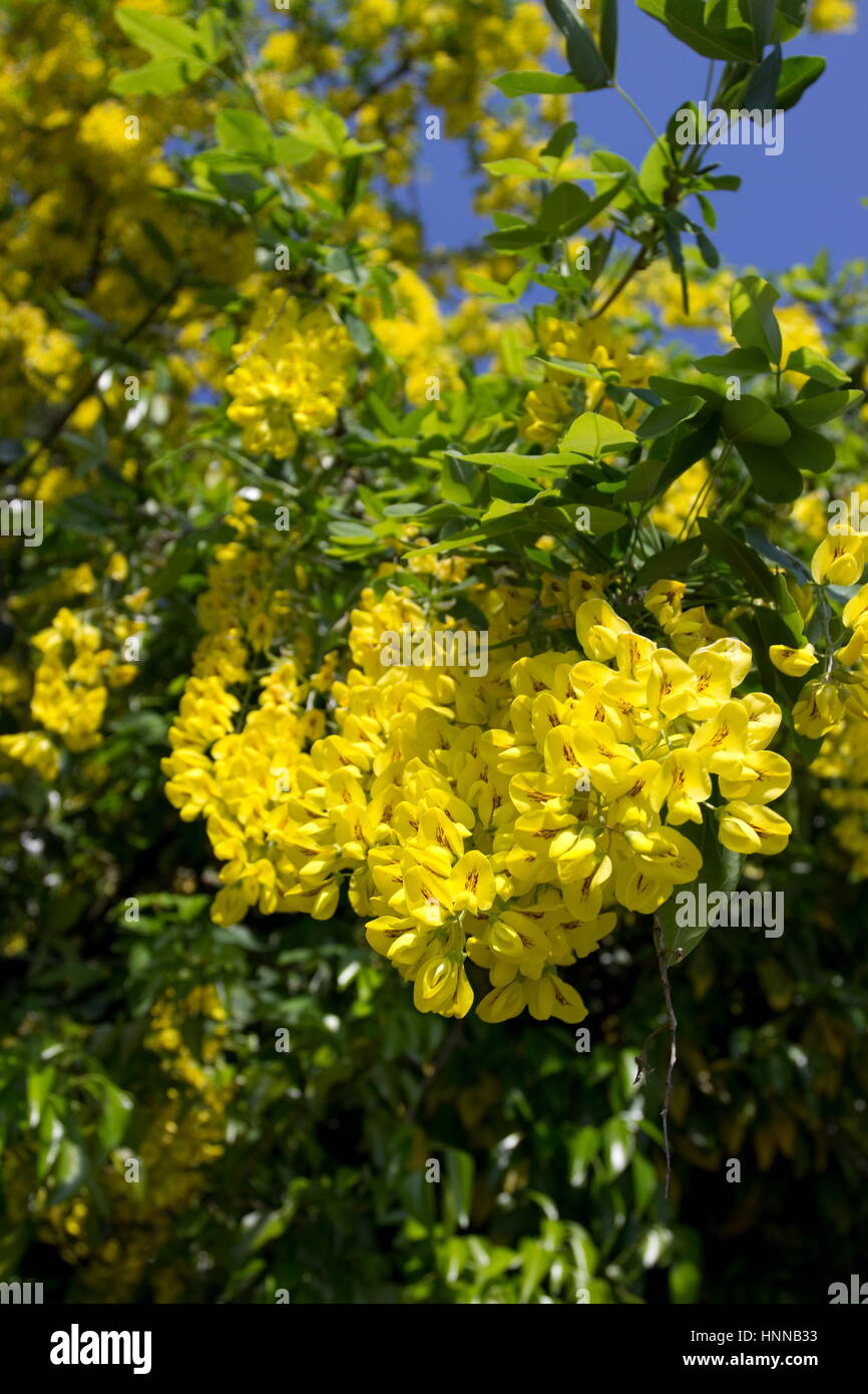Laburnum alpinum Golden chain in flower Stock Photo