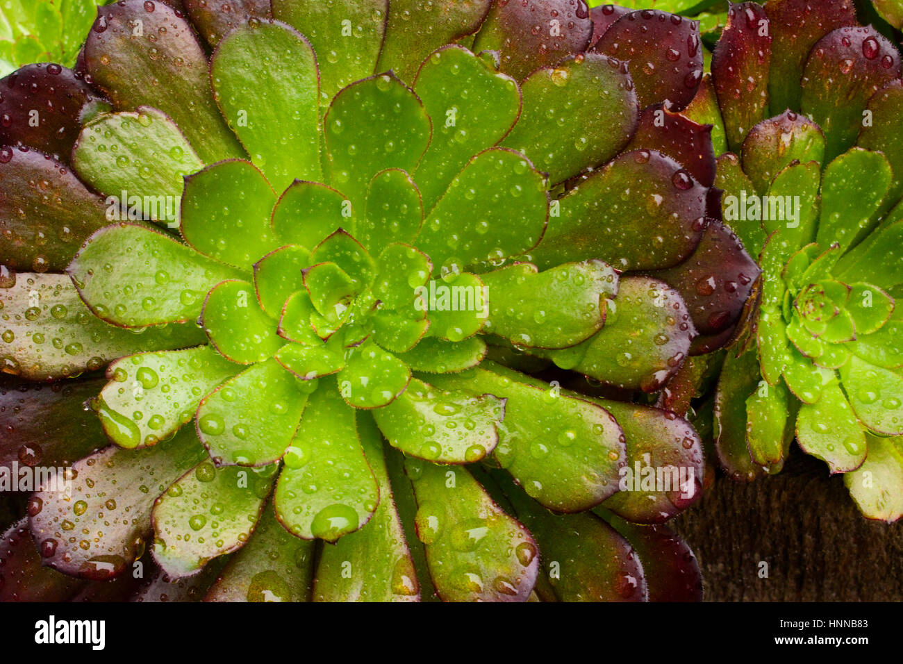 Close-up of an Aeonium succulent plant. Stock Photo