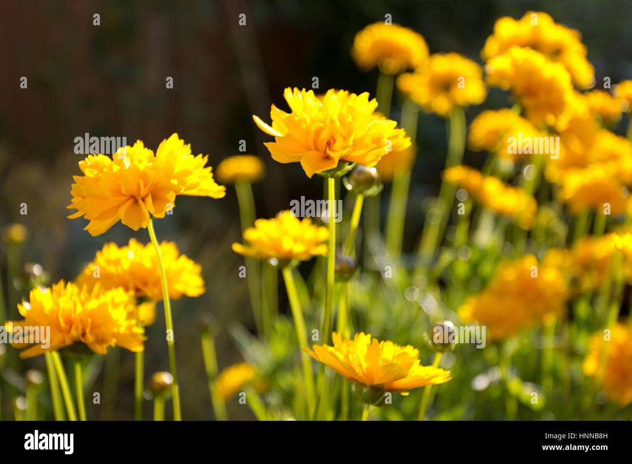 Coreopsis grandiflora sunray (Tickseed) Stock Photo