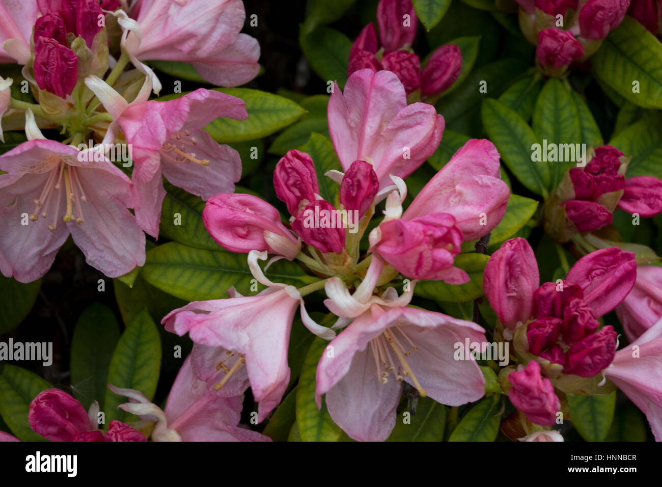Pink Pearl Rhododendron in flower. Stock Photo
