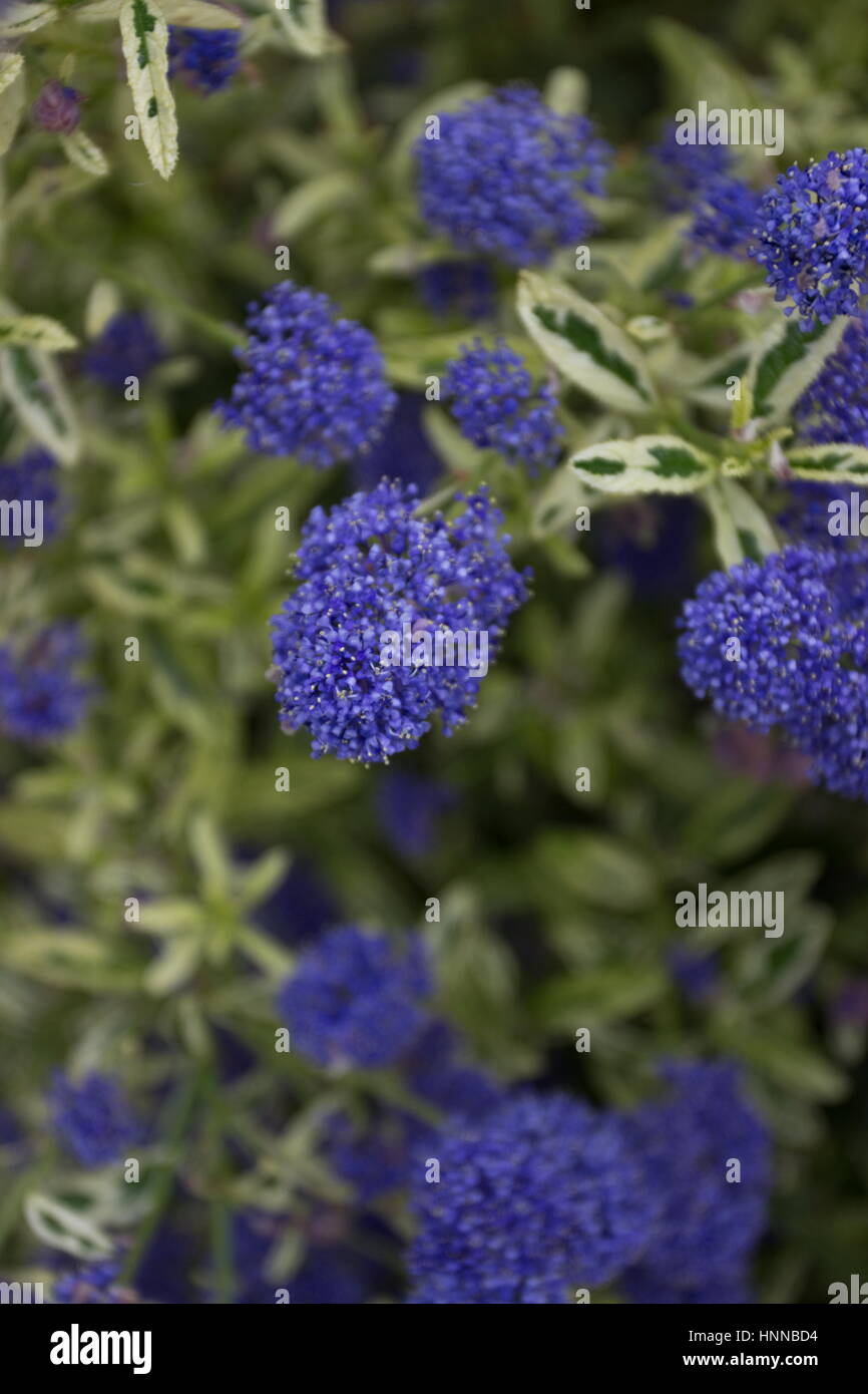 Page 2 Ceanothus Plant High Resolution Stock Photography And Images Alamy