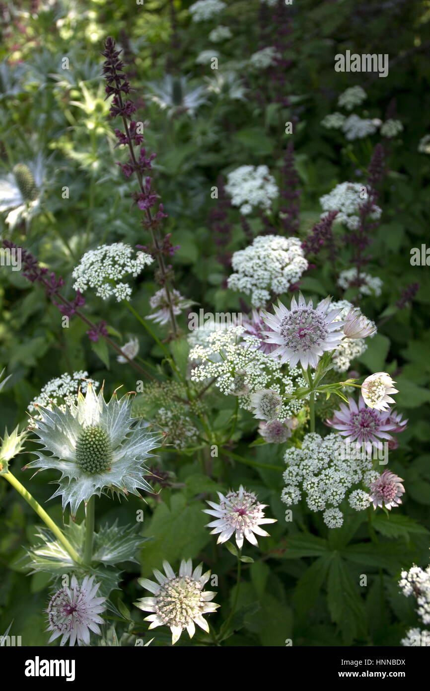 Eryngium miss willmotts ghost hires stock photography and images Alamy