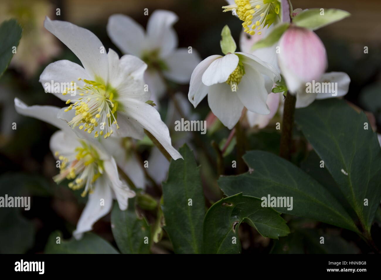 Helleborus niger christmas carol flowers in December to February (Christmas rose) Stock Photo