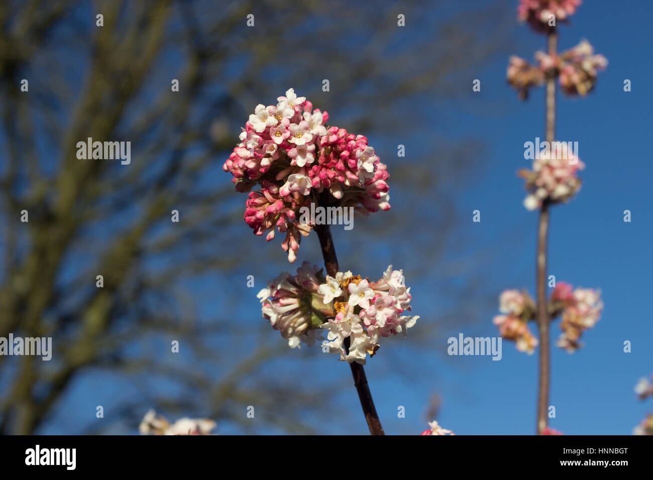 Viburnum bodnantense dawn winter flowering shrub Stock Photo