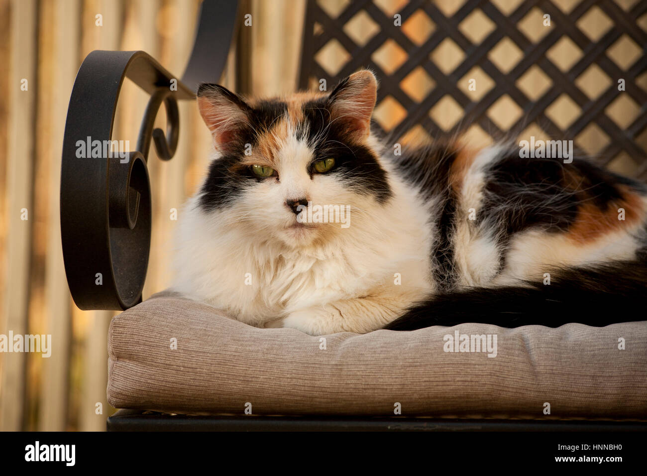 Cat lying on a chair Stock Photo - Alamy