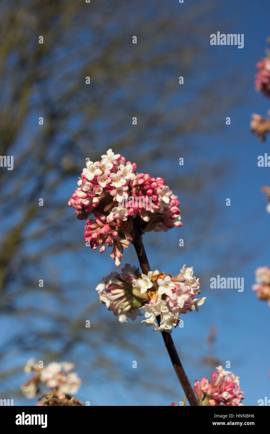 Viburnum bodnantense dawn winter flowering shrub Stock Photo