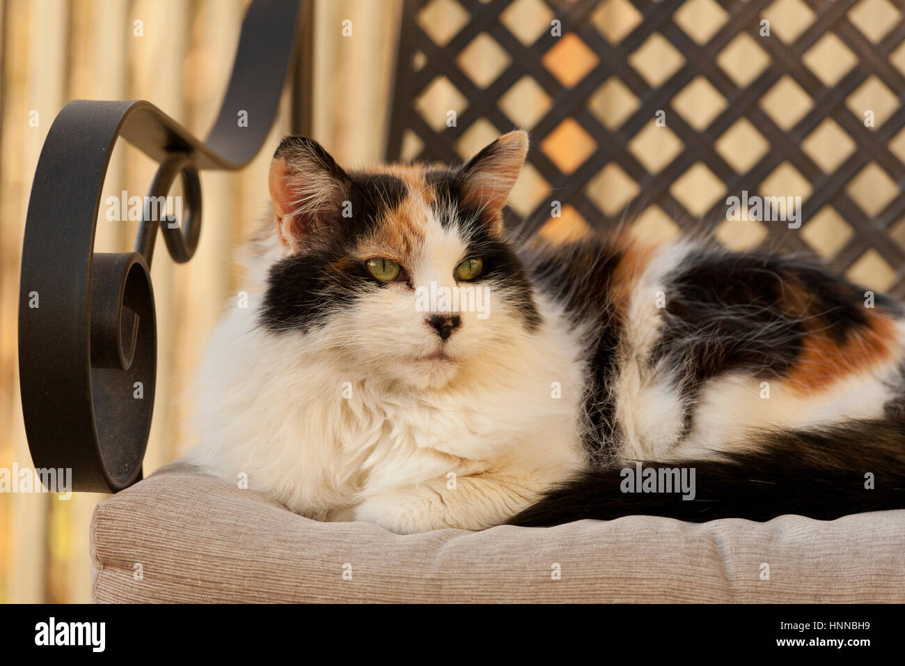 White Cymric Cat High Resolution Stock Photography And Images Alamy