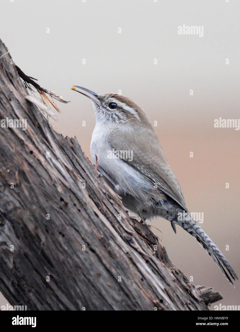 Carloina Wren is a small quick moving wild songbird common across muuc