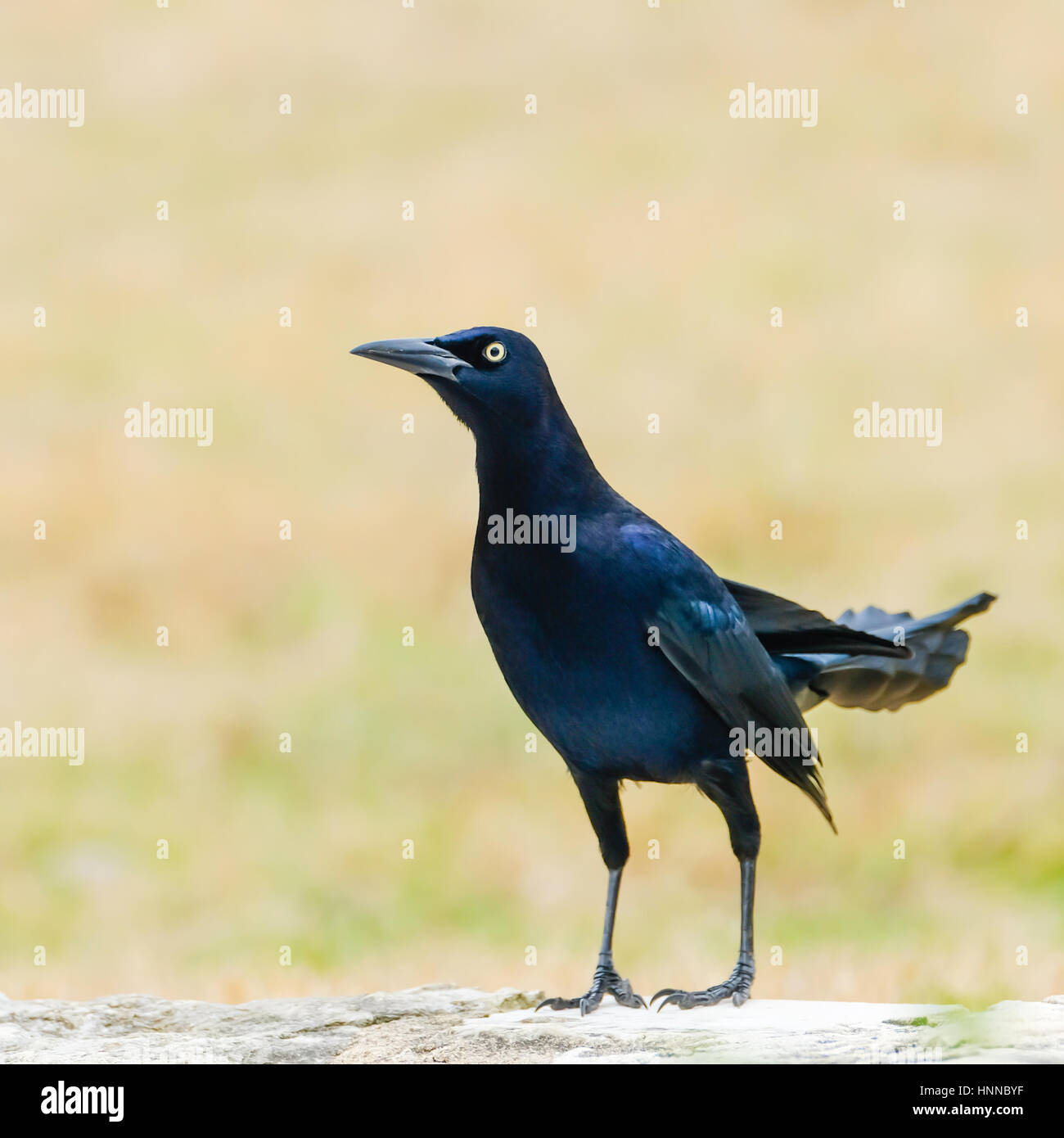 large flocks of blackbirds large flocks of blackbirds