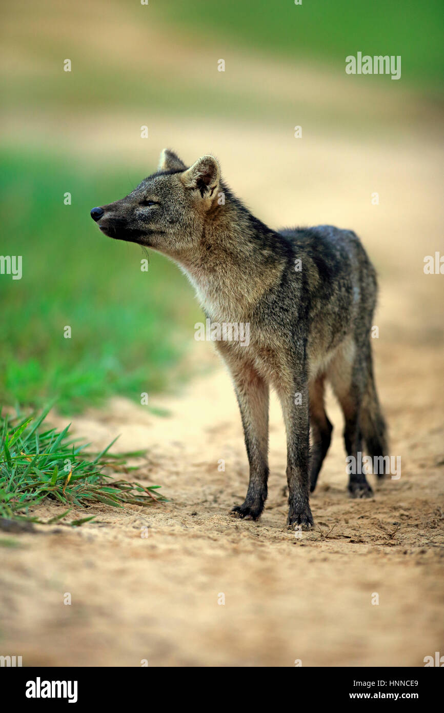 CrabEating Fox, (Cerdocyon thous), adult alert, Pantanal, Mato Grosso