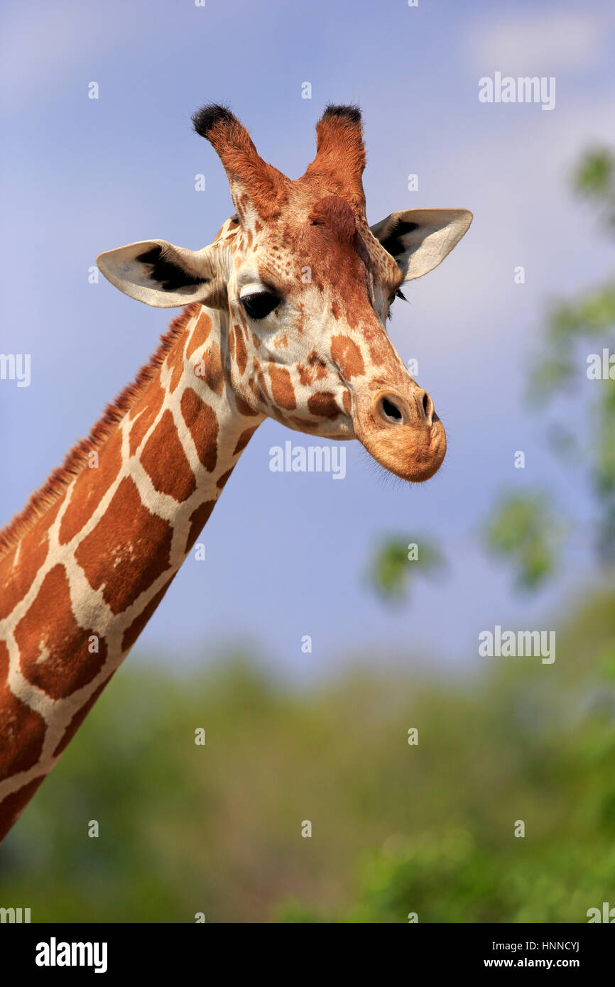 Reticulated Giraffe, (Giraffa camelopardalis reticulata), Africa, adult portrait Stock Photo