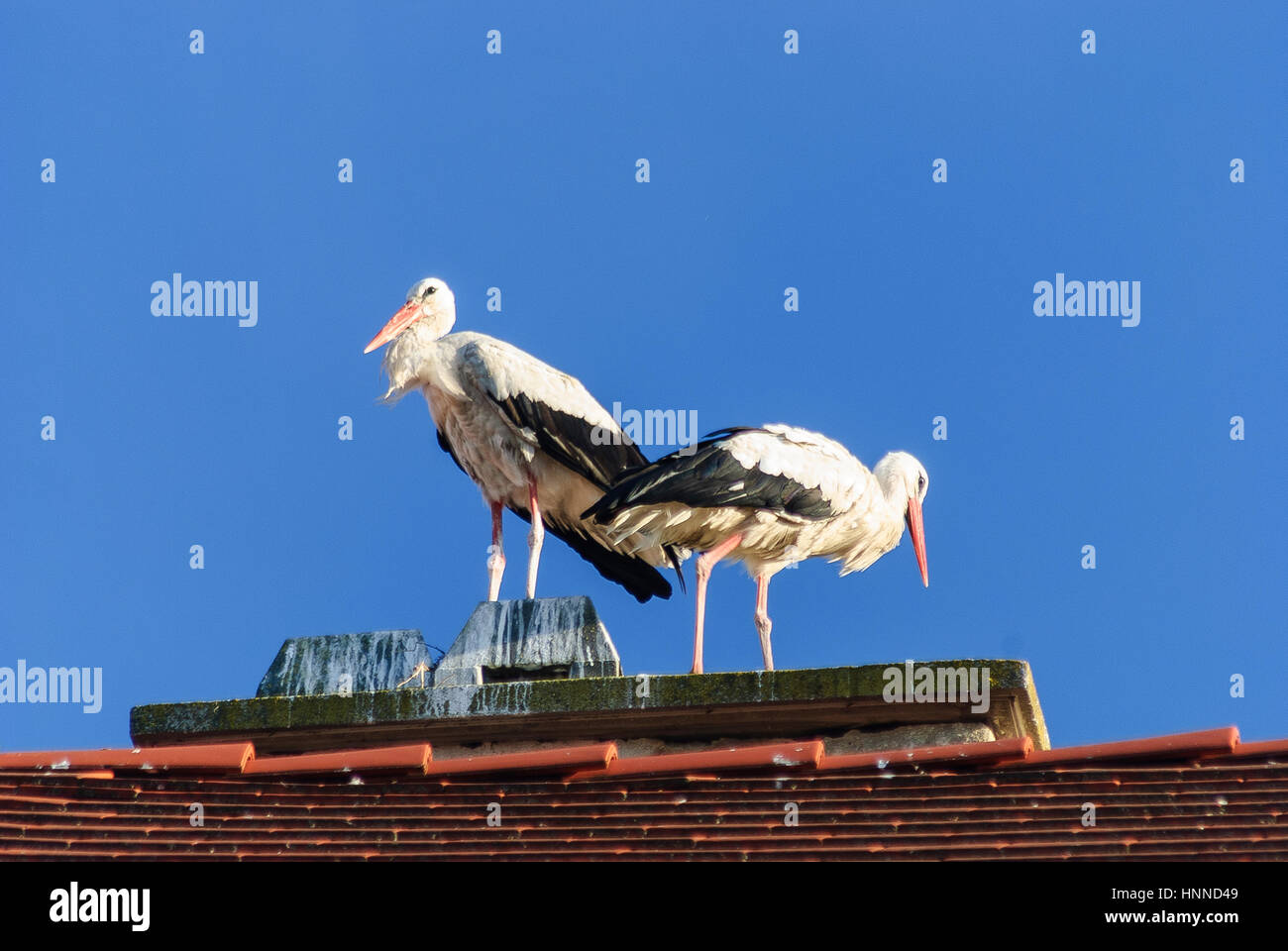 Rust, Stork nest on roof of the old town, White stork, Neusiedler See (Lake Neusiedl), Burgenland, Austria Stock Photo