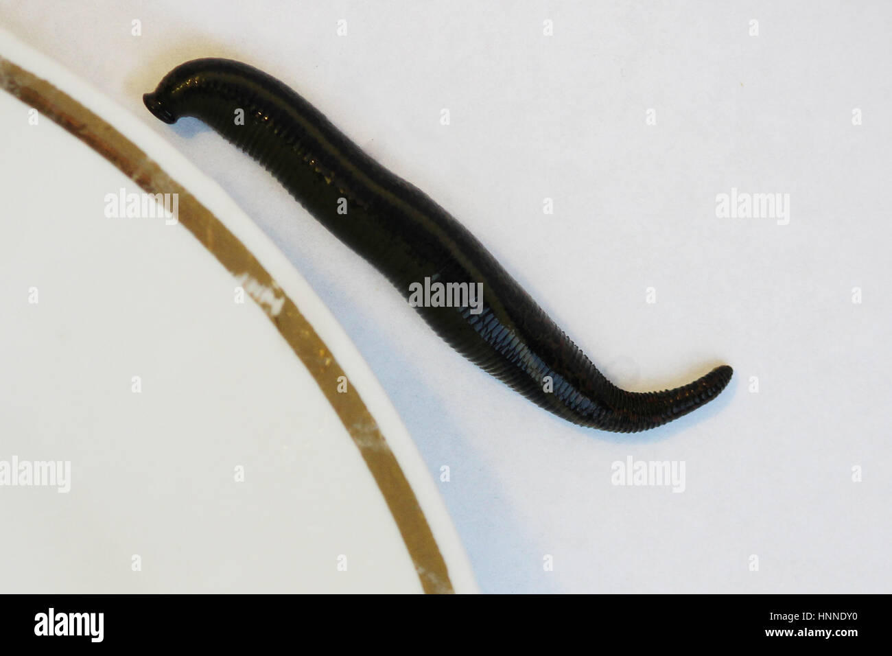 two medical leeches Hirudo medicinalis on a white plate Stock Photo - Alamy