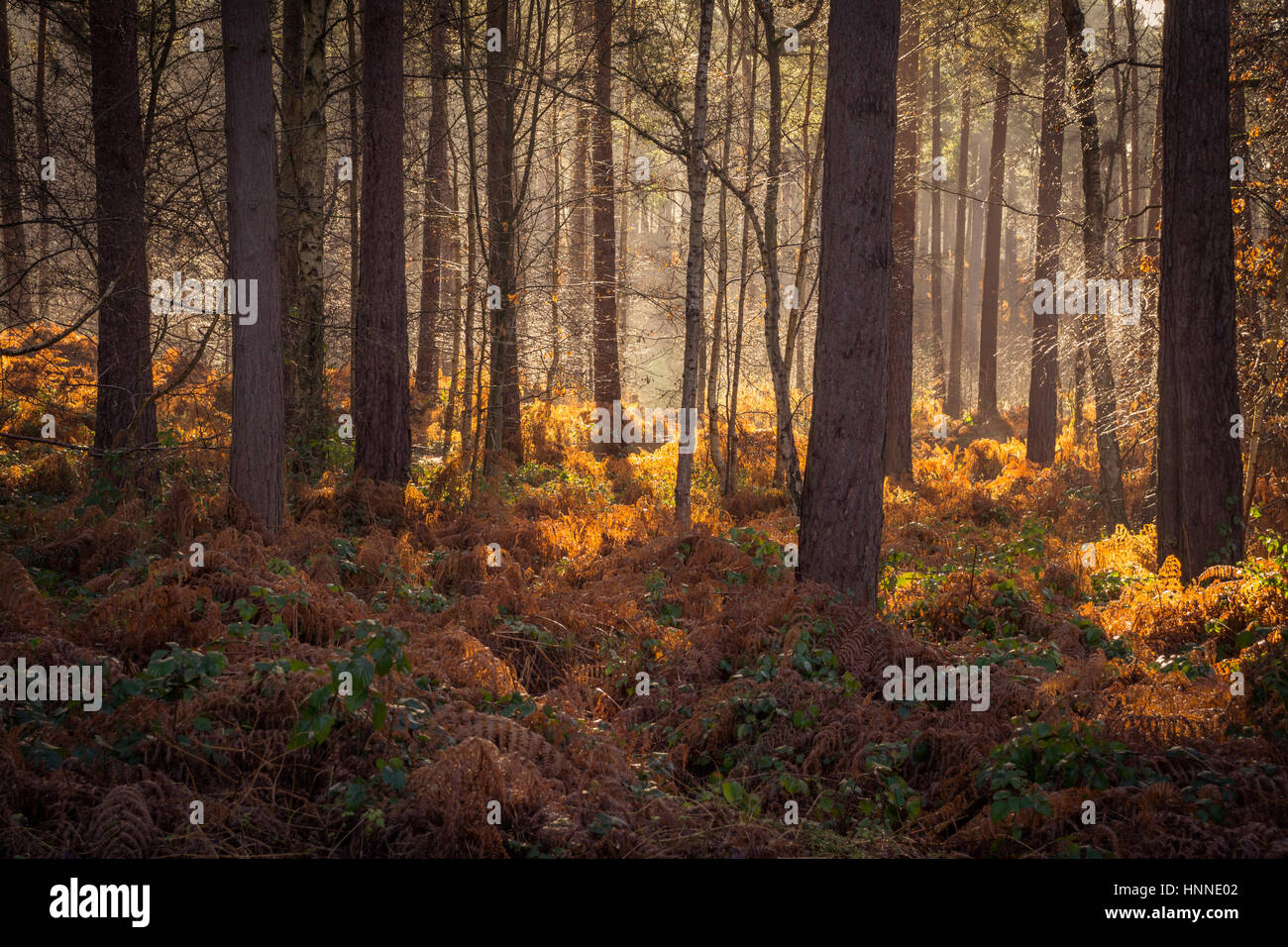 Misty pine forest hi-res stock photography and images - Alamy