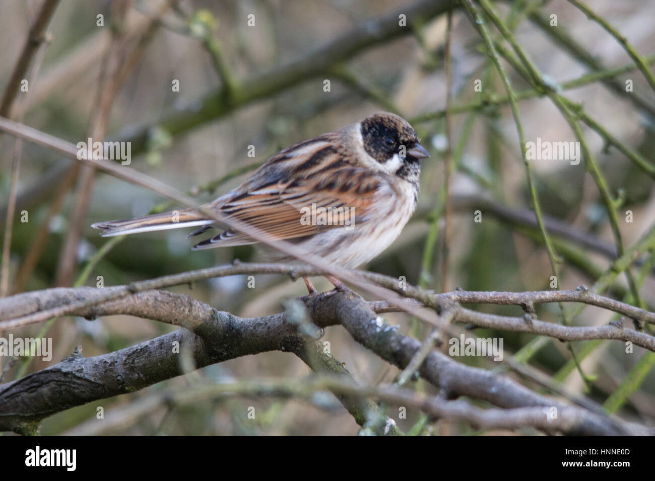 Reed bunting (Emberiza schoeniclus) perched in a tree Stock Photo