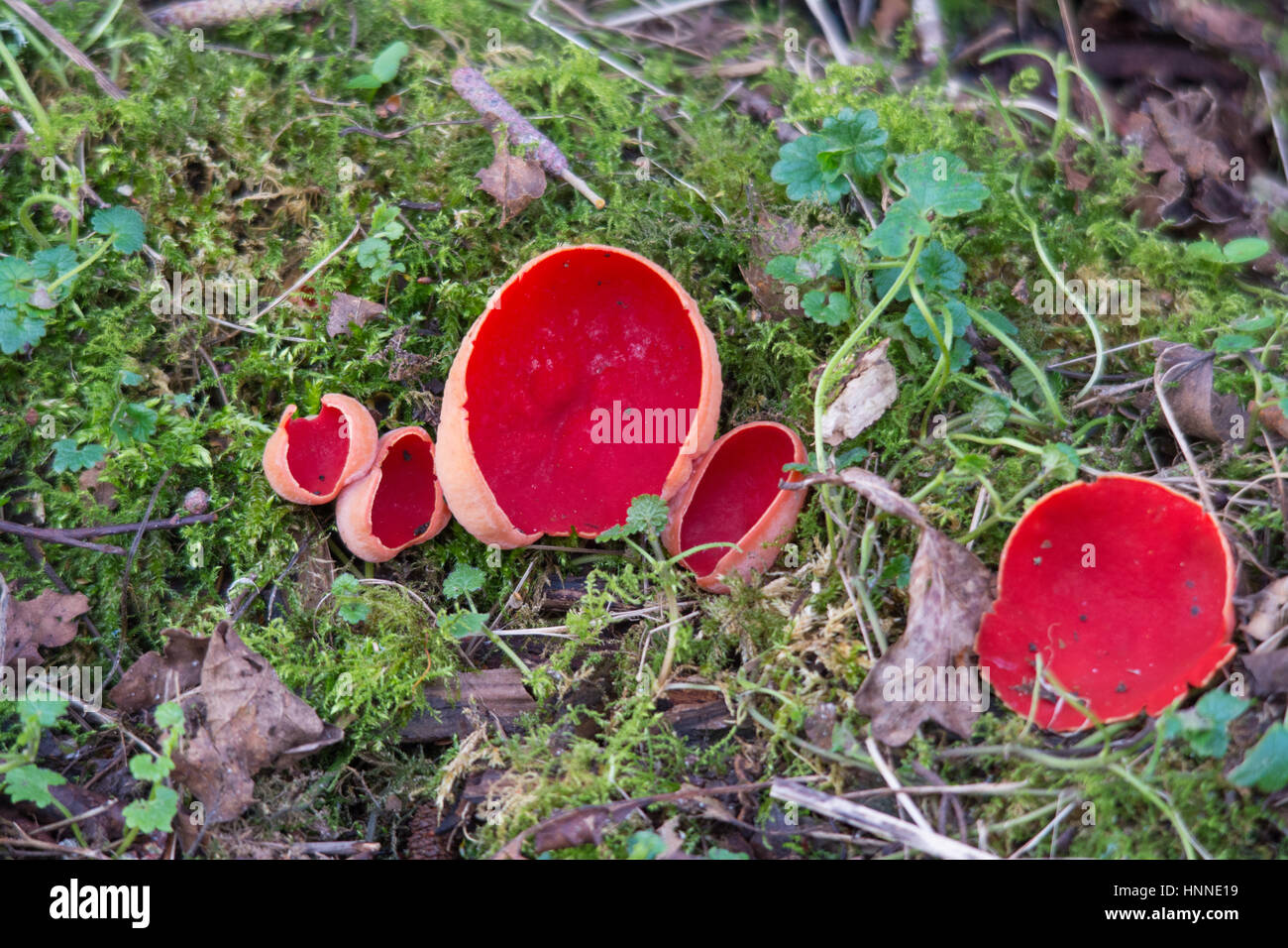 Scarlet elf cup fungi (Sarcoscypha coccinea), UK Stock Photo