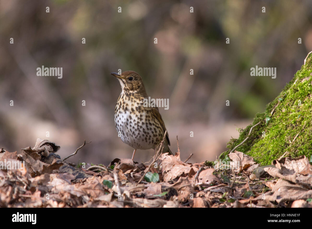 Song thrush (Turdus philomelos) among dry leaves Stock Photo