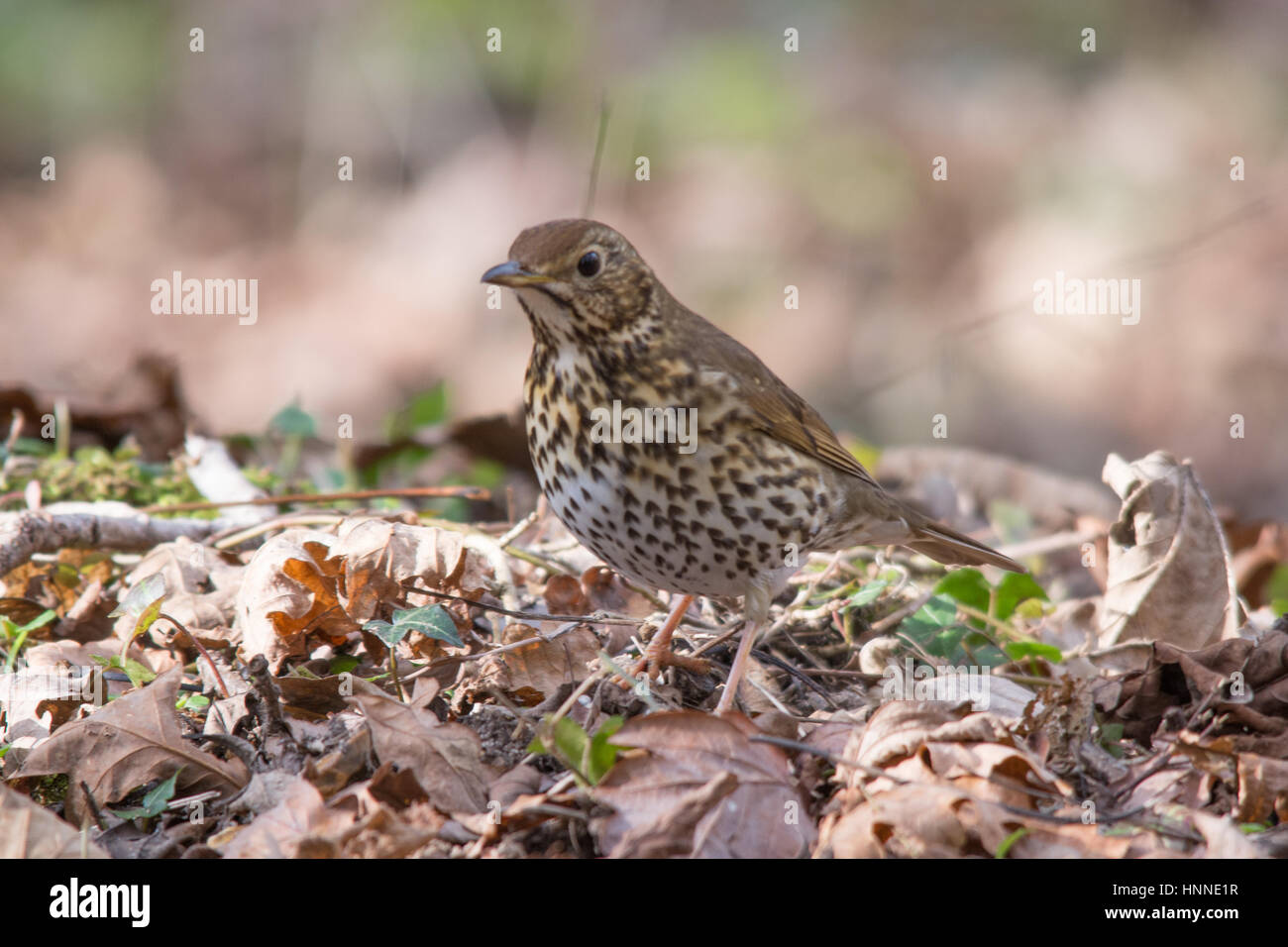 Song thrush (Turdus philomelos) among dry leaves Stock Photo