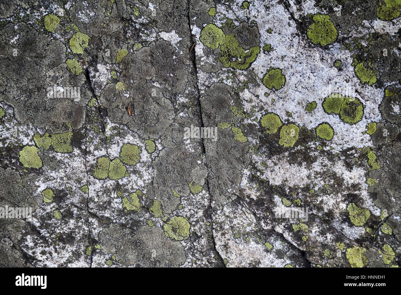Rhizocarpon geographicum the map lichen Stock Photo