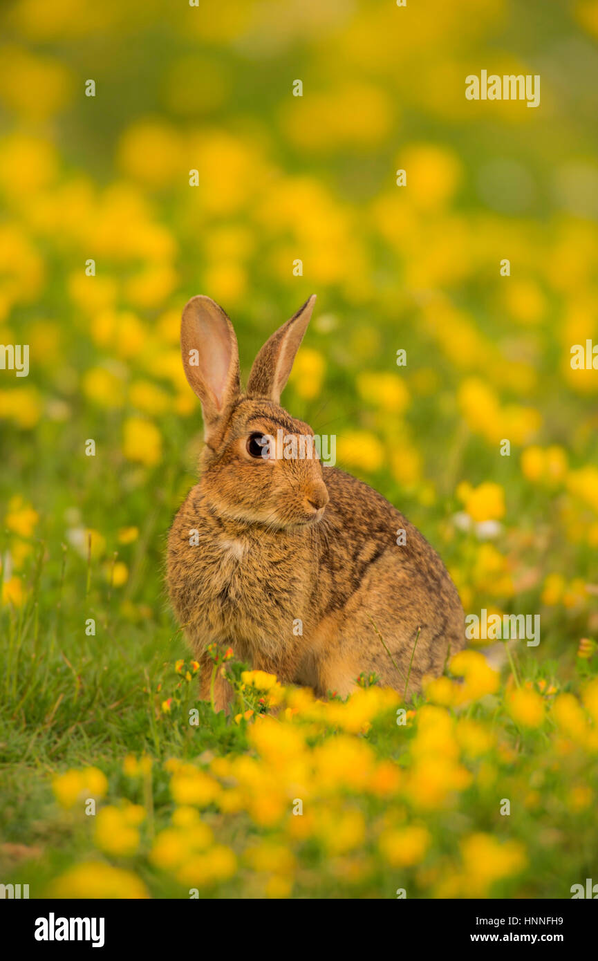 Rabbit(Oryctolagus cuniculus) in a field of golden yellow wild flowers ...