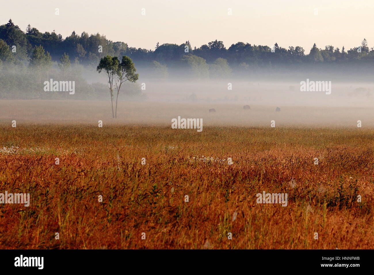 Foggy Sunrise over Grassy Meadow in Bialowieza National Park Stock Photo