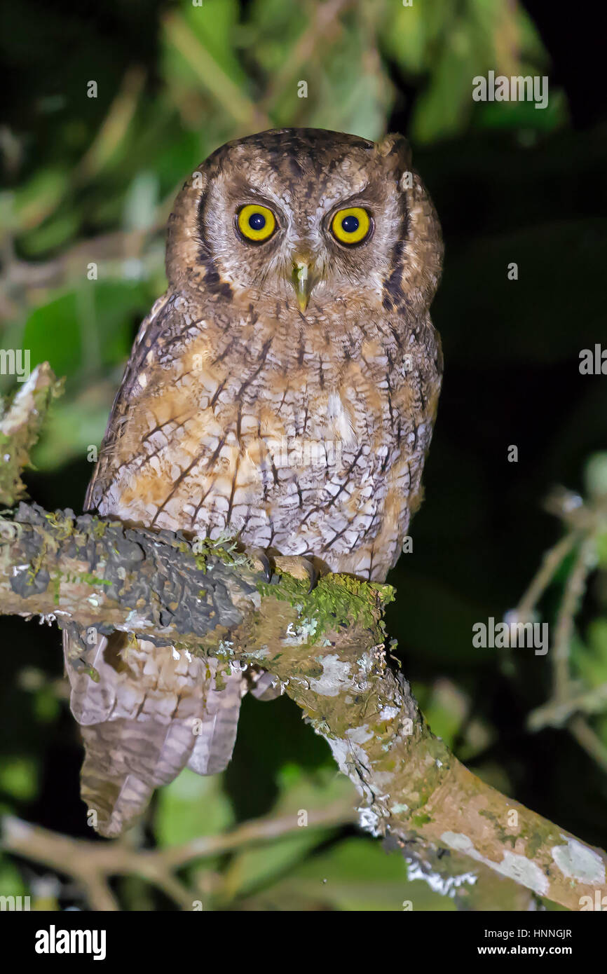 Tropical Screech-Owl (Megascops choliba), Cali, Valle del Cauca Stock Photo