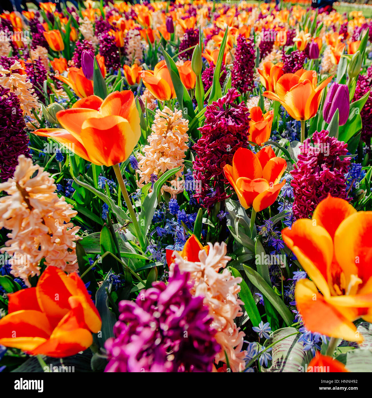 field of wild flowers. Spring landscape. Holland Stock Photo - Alamy