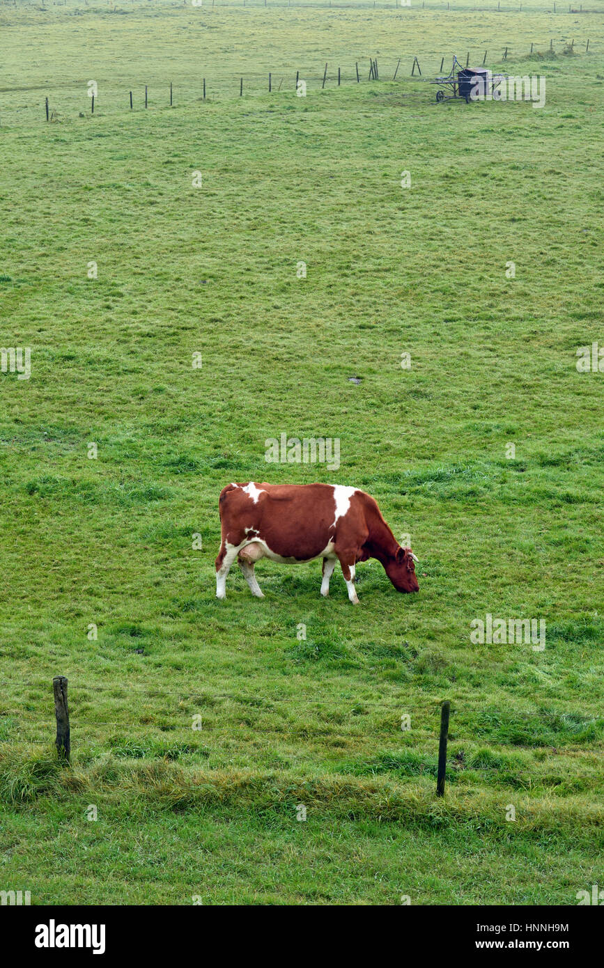 Red white friesian dairy cow hi-res stock photography and images - Alamy
