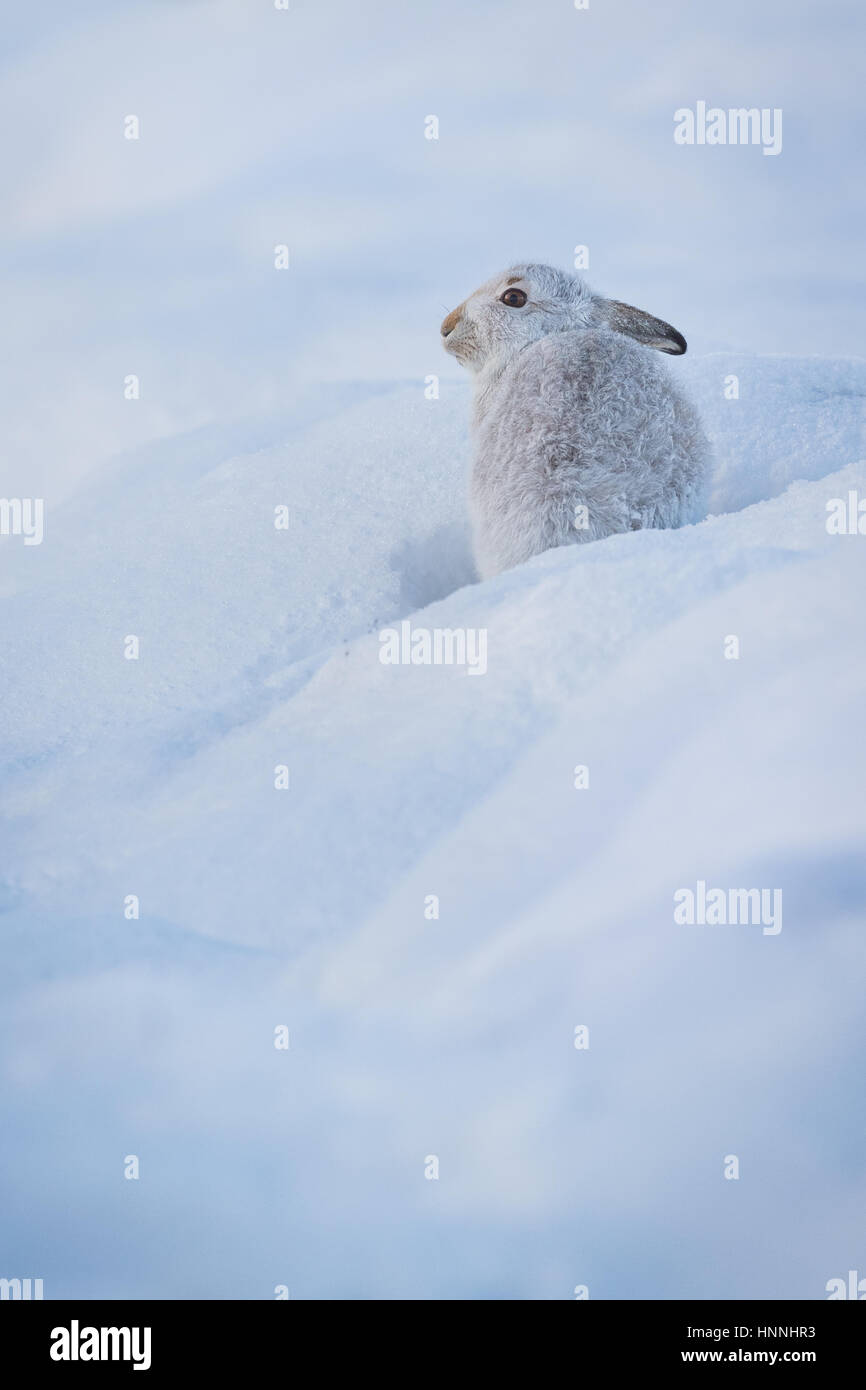 Scottish Mountain Hare (Lepus timidus) sitting among snow in Cairngorms National Park, Highlands, Scotland, Great Britain Stock Photo