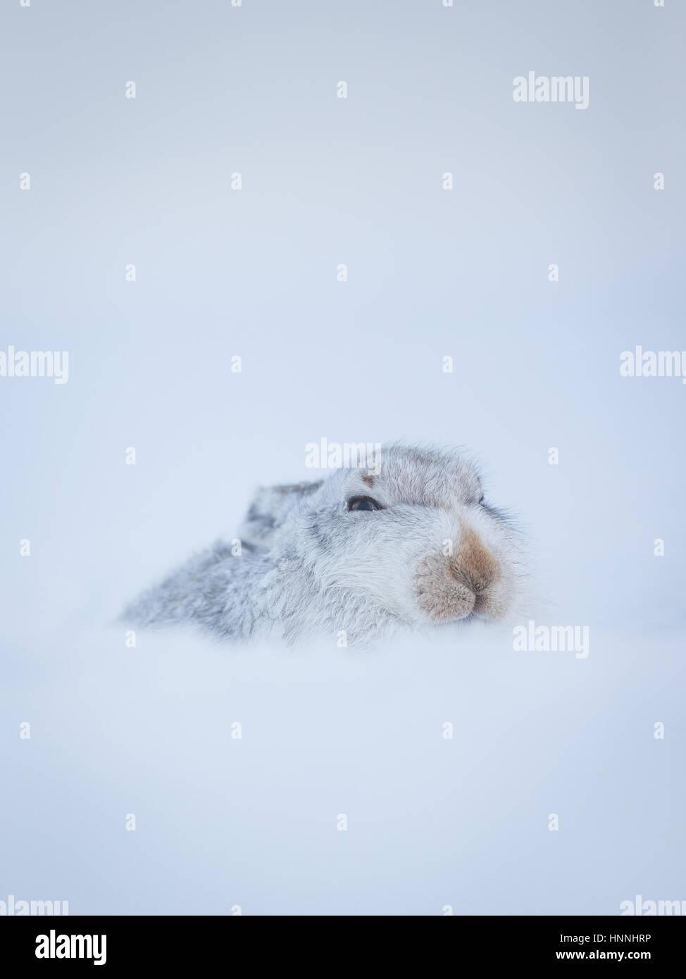 Scottish Mountain Hare (Lepus timidus) hunkered down in snowy landscape. Cairngorms National Park, Highlands, Scotland, Great Britain Stock Photo