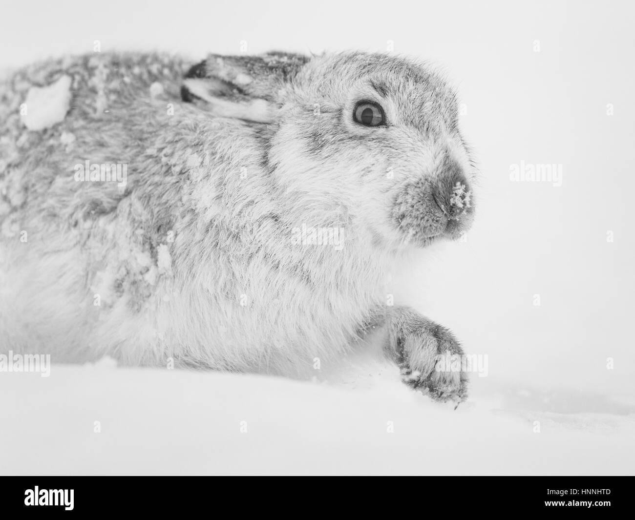 Scottish Mountain Hare (Lepus timidus) black and white walking in a snowy landscape. Cairngorms National Park, Highlands, Scotland, Great Britain Stock Photo