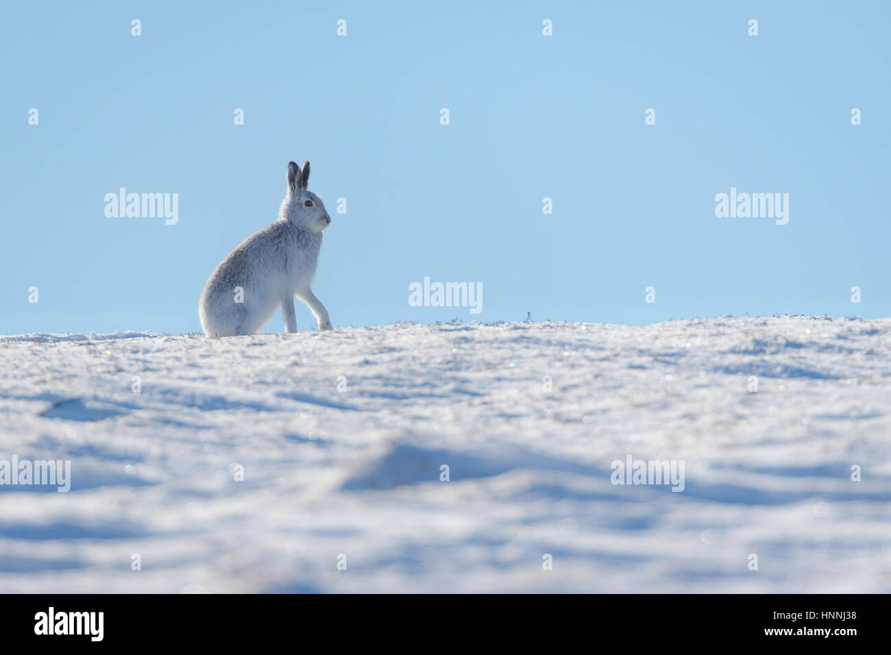 Scottish Mountain Hare (Lepus timidus) stood pictured among a snowy landscape in the Cairngorms National Park, Highlands, Scotland, Great Britain Stock Photo